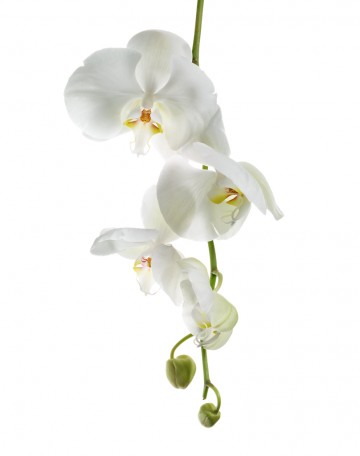 Hanging Orchid, botanical, photography by Rich Begany