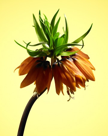 MaryJane Flower, botanical, photography by Rich Begany