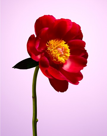 Pink Peony, botanical, photography by Rich Begany
