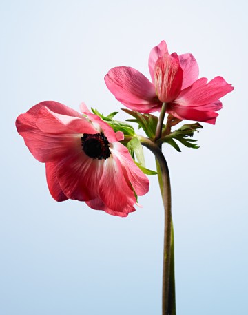 Poppy Double, botanical, photography by Rich Begany