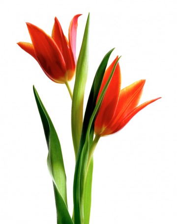 Tulip, botanical, photography by Rich Begany