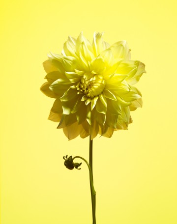 Yellow Dahlia, botanical, photography by Rich Begany