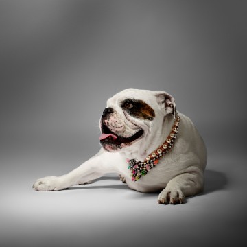 English Bull Dog with Necklace - fashion accessories photography by Rich Begany