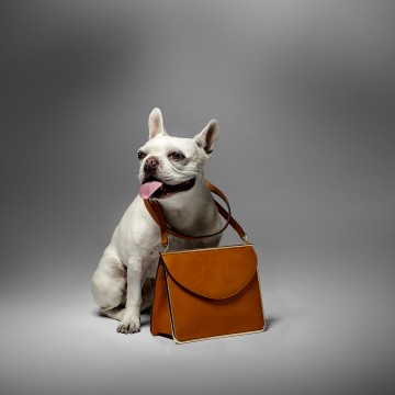 French Bull Dog with Bag- fashion accessories photography by Rich Begany