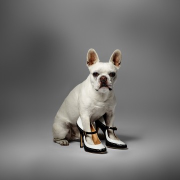 French Bull Dog Shoes, fashion accessories photography by Rich Begany